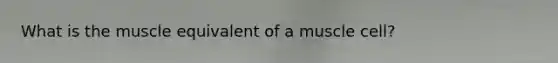 What is the muscle equivalent of a muscle cell?