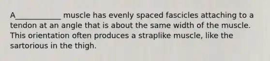 A____________ muscle has evenly spaced fascicles attaching to a tendon at an angle that is about the same width of the muscle. This orientation often produces a straplike muscle, like the sartorious in the thigh.