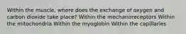 Within the muscle, where does the exchange of oxygen and carbon dioxide take place? Within the mechanoreceptors Within the mitochondria Within the myoglobin Within the capillaries