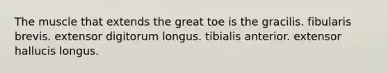 The muscle that extends the great toe is the gracilis. fibularis brevis. extensor digitorum longus. tibialis anterior. extensor hallucis longus.