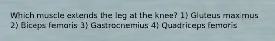 Which muscle extends the leg at the knee? 1) Gluteus maximus 2) Biceps femoris 3) Gastrocnemius 4) Quadriceps femoris