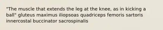 "The muscle that extends the leg at the knee, as in kicking a ball" gluteus maximus iliopsoas quadriceps femoris sartoris innercostal buccinator sacrospinalis