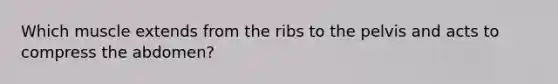 Which muscle extends from the ribs to the pelvis and acts to compress the abdomen?