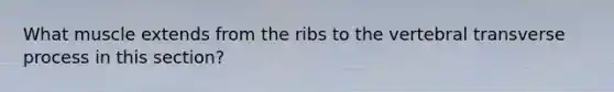 What muscle extends from the ribs to the vertebral transverse process in this section?