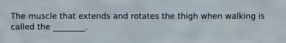 The muscle that extends and rotates the thigh when walking is called the ________.