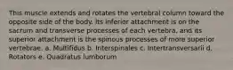 This muscle extends and rotates the vertebral column toward the opposite side of the body. Its inferior attachment is on the sacrum and transverse processes of each vertebra, and its superior attachment is the spinous processes of more superior vertebrae. a. Multifidus b. Interspinales c. Intertransversarii d. Rotators e. Quadratus lumborum