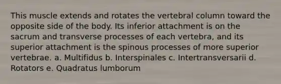 This muscle extends and rotates the vertebral column toward the opposite side of the body. Its inferior attachment is on the sacrum and transverse processes of each vertebra, and its superior attachment is the spinous processes of more superior vertebrae. a. Multifidus b. Interspinales c. Intertransversarii d. Rotators e. Quadratus lumborum