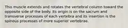 This muscle extends and rotates the vertebral column toward the opposite side of the body. Its origin is on the sacrum and transverse processes of each vertebra and its insertion is the spinous processes of more superior vertebrae.