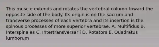 This muscle extends and rotates the vertebral column toward the opposite side of the body. Its origin is on the sacrum and transverse processes of each vertebra and its insertion is the spinous processes of more superior vertebrae. A. Multifidus B. Interspinales C. Intertransversarii D. Rotators E. Quadratus lumborum