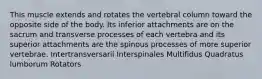 This muscle extends and rotates the vertebral column toward the opposite side of the body. Its inferior attachments are on the sacrum and transverse processes of each vertebra and its superior attachments are the spinous processes of more superior vertebrae. Intertransversarii Interspinales Multifidus Quadratus lumborum Rotators