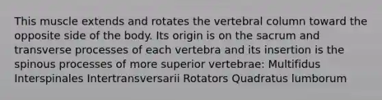 This muscle extends and rotates the vertebral column toward the opposite side of the body. Its origin is on the sacrum and transverse processes of each vertebra and its insertion is the spinous processes of more superior vertebrae: Multifidus Interspinales Intertransversarii Rotators Quadratus lumborum