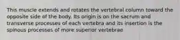 This muscle extends and rotates the vertebral column toward the opposite side of the body. Its origin is on the sacrum and transverse processes of each vertebra and its insertion is the spinous processes of more superior vertebrae