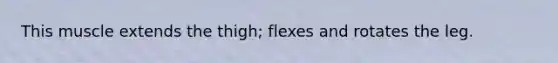 This muscle extends the thigh; flexes and rotates the leg.