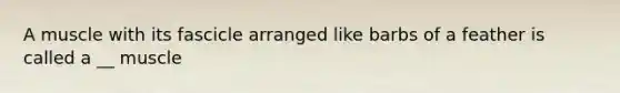 A muscle with its fascicle arranged like barbs of a feather is called a __ muscle