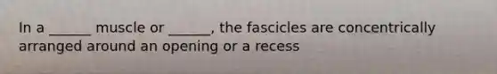 In a ______ muscle or ______, the fascicles are concentrically arranged around an opening or a recess