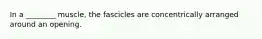 In a ________ muscle, the fascicles are concentrically arranged around an opening.