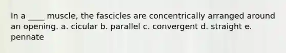 In a ____ muscle, the fascicles are concentrically arranged around an opening. a. cicular b. parallel c. convergent d. straight e. pennate