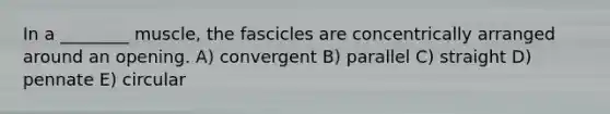 In a ________ muscle, the fascicles are concentrically arranged around an opening. A) convergent B) parallel C) straight D) pennate E) circular