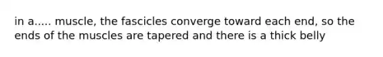 in a..... muscle, the fascicles converge toward each end, so the ends of the muscles are tapered and there is a thick belly