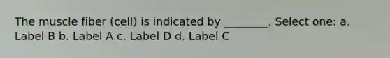 The muscle fiber (cell) is indicated by ________. Select one: a. Label B b. Label A c. Label D d. Label C