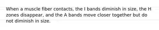 When a muscle fiber contacts, the I bands diminish in size, the H zones disappear, and the A bands move closer together but do not diminish in size.