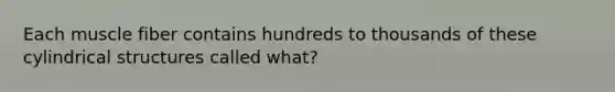 Each muscle fiber contains hundreds to thousands of these cylindrical structures called what?