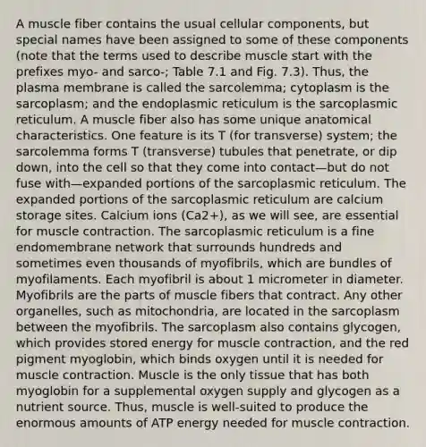 A muscle fiber contains the usual cellular components, but special names have been assigned to some of these components (note that the terms used to describe muscle start with the prefixes myo- and sarco-; Table 7.1 and Fig. 7.3). Thus, the plasma membrane is called the sarcolemma; cytoplasm is the sarcoplasm; and the endoplasmic reticulum is the sarcoplasmic reticulum. A muscle fiber also has some unique anatomical characteristics. One feature is its T (for transverse) system; the sarcolemma forms T (transverse) tubules that penetrate, or dip down, into the cell so that they come into contact—but do not fuse with—expanded portions of the sarcoplasmic reticulum. The expanded portions of the sarcoplasmic reticulum are calcium storage sites. Calcium ions (Ca2+), as we will see, are essential for muscle contraction. The sarcoplasmic reticulum is a fine endomembrane network that surrounds hundreds and sometimes even thousands of myofibrils, which are bundles of myofilaments. Each myofibril is about 1 micrometer in diameter. Myofibrils are the parts of muscle fibers that contract. Any other organelles, such as mitochondria, are located in the sarcoplasm between the myofibrils. The sarcoplasm also contains glycogen, which provides stored energy for muscle contraction, and the red pigment myoglobin, which binds oxygen until it is needed for muscle contraction. Muscle is the only tissue that has both myoglobin for a supplemental oxygen supply and glycogen as a nutrient source. Thus, muscle is well-suited to produce the enormous amounts of ATP energy needed for muscle contraction.