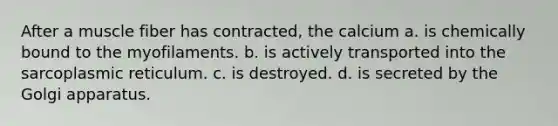 After a muscle fiber has contracted, the calcium a. is chemically bound to the myofilaments. b. is actively transported into the sarcoplasmic reticulum. c. is destroyed. d. is secreted by the Golgi apparatus.