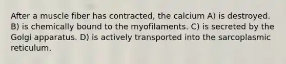 After a muscle fiber has contracted, the calcium A) is destroyed. B) is chemically bound to the myofilaments. C) is secreted by the Golgi apparatus. D) is actively transported into the sarcoplasmic reticulum.