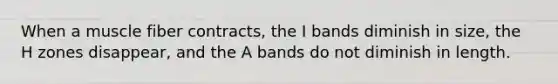 When a muscle fiber contracts, the I bands diminish in size, the H zones disappear, and the A bands do not diminish in length.