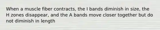 When a muscle fiber contracts, the I bands diminish in size, the H zones disappear, and the A bands move closer together but do not diminish in length