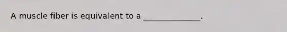 A muscle fiber is equivalent to a ______________.