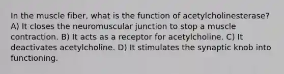 In the muscle fiber, what is the function of acetylcholinesterase? A) It closes the neuromuscular junction to stop a <a href='https://www.questionai.com/knowledge/k0LBwLeEer-muscle-contraction' class='anchor-knowledge'>muscle contraction</a>. B) It acts as a receptor for acetylcholine. C) It deactivates acetylcholine. D) It stimulates the synaptic knob into functioning.