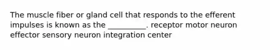 The muscle fiber or gland cell that responds to the efferent impulses is known as the __________. receptor motor neuron effector sensory neuron integration center