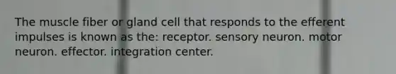 The muscle fiber or gland cell that responds to the efferent impulses is known as the: receptor. sensory neuron. motor neuron. effector. integration center.