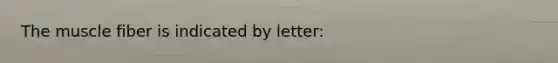 The muscle fiber is indicated by letter: