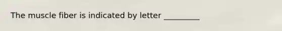 The muscle fiber is indicated by letter _________