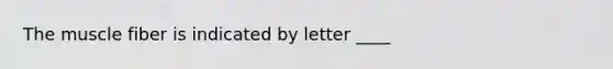 The muscle fiber is indicated by letter ____