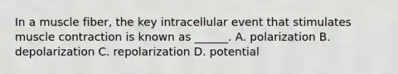 In a muscle fiber, the key intracellular event that stimulates muscle contraction is known as ______. A. polarization B. depolarization C. repolarization D. potential