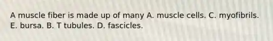 A muscle fiber is made up of many A. muscle cells. C. myofibrils. E. bursa. B. T tubules. D. fascicles.