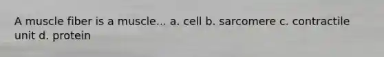 A muscle fiber is a muscle... a. cell b. sarcomere c. contractile unit d. protein