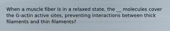 When a muscle fiber is in a relaxed state, the __ molecules cover the G-actin active sites, preventing interactions between thick filaments and thin filaments?