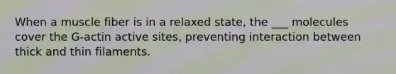 When a muscle fiber is in a relaxed state, the ___ molecules cover the G-actin active sites, preventing interaction between thick and thin filaments.