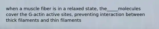 when a muscle fiber is in a relaxed state, the_____molecules cover the G-actin active sites, preventing interaction between thick filaments and thin filaments
