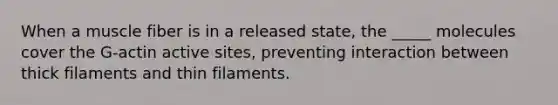 When a muscle fiber is in a released state, the _____ molecules cover the G-actin active sites, preventing interaction between thick filaments and thin filaments.