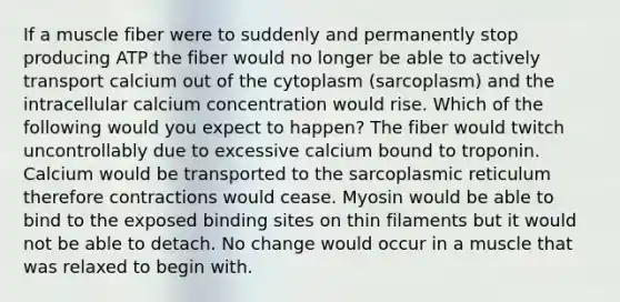 If a muscle fiber were to suddenly and permanently stop producing ATP the fiber would no longer be able to actively transport calcium out of the cytoplasm (sarcoplasm) and the intracellular calcium concentration would rise. Which of the following would you expect to happen? The fiber would twitch uncontrollably due to excessive calcium bound to troponin. Calcium would be transported to the sarcoplasmic reticulum therefore contractions would cease. Myosin would be able to bind to the exposed binding sites on thin filaments but it would not be able to detach. No change would occur in a muscle that was relaxed to begin with.