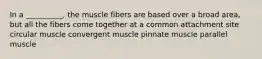 In a __________, the muscle fibers are based over a broad area, but all the fibers come together at a common attachment site circular muscle convergent muscle pinnate muscle parallel muscle