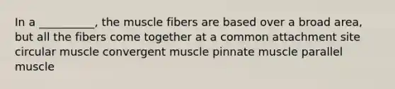 In a __________, the muscle fibers are based over a broad area, but all the fibers come together at a common attachment site circular muscle convergent muscle pinnate muscle parallel muscle