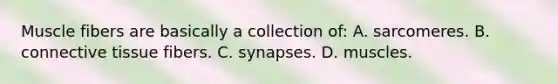 Muscle fibers are basically a collection of: A. sarcomeres. B. <a href='https://www.questionai.com/knowledge/kYDr0DHyc8-connective-tissue' class='anchor-knowledge'>connective tissue</a> fibers. C. synapses. D. muscles.