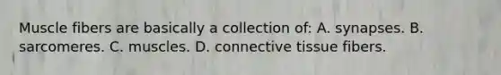 Muscle fibers are basically a collection of: A. synapses. B. sarcomeres. C. muscles. D. <a href='https://www.questionai.com/knowledge/kYDr0DHyc8-connective-tissue' class='anchor-knowledge'>connective tissue</a> fibers.